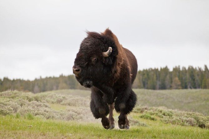 Best of Yellowstone - Guided National Park Safari Tour - Key Wildlife Sightings