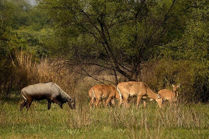 Bharatpur Bird Watching & Wildlife From Delhi - Exploring Keoladeo National Park