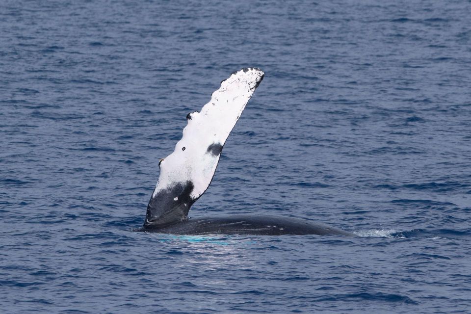 Big Island: Kona Super Raft Whale Watch - Activity Details