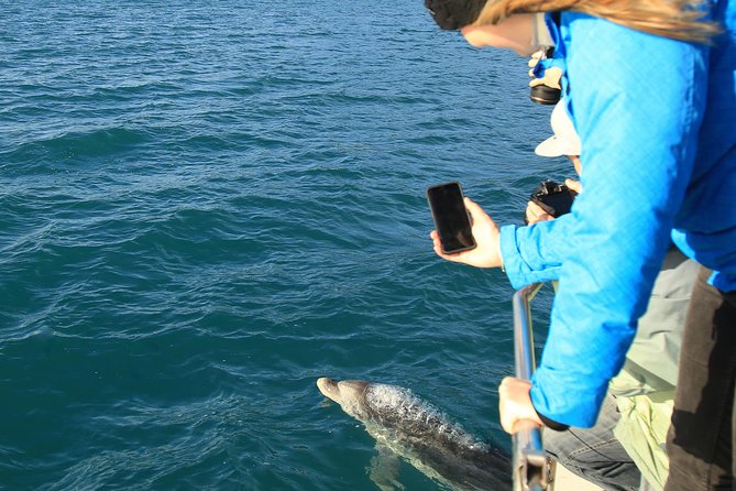 Bird Watching and Dolphin Eco-Tour From Picton - Wildlife Spotting Highlights