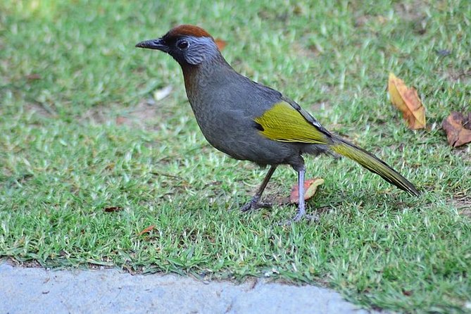 Bird Watching Doi Inthanon - Tour Highlights and Features