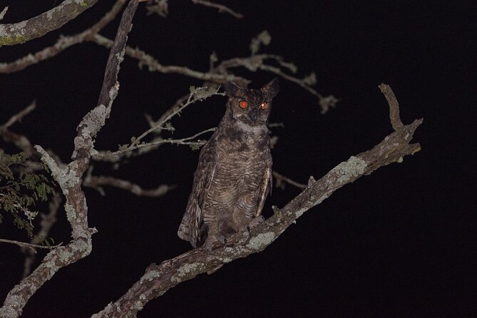 Birding and Nature Chaco Tour - Highlights of the Experience