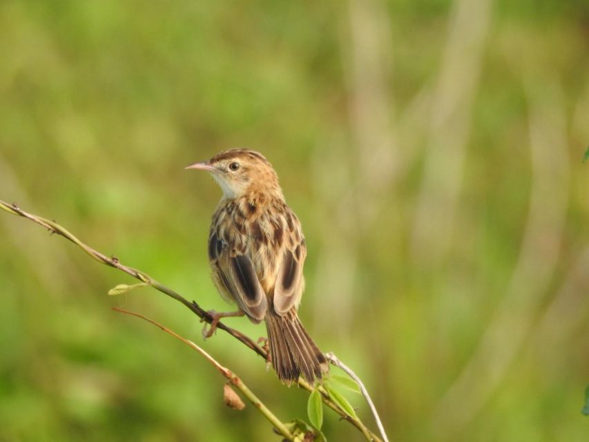 Birdwatching in Kochi - Detailed Itinerary