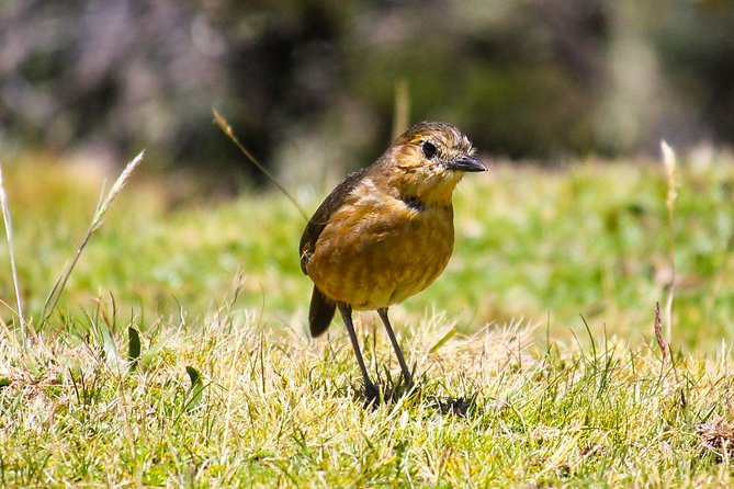 Birdwatching Tour in Cajas National Park From Cuenca - Transportation Details