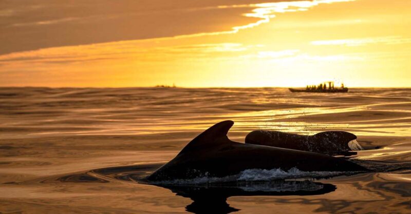 Bleik: Whale Watching by Speedboat With Puffins and Muffins - Marine Life Youll Encounter