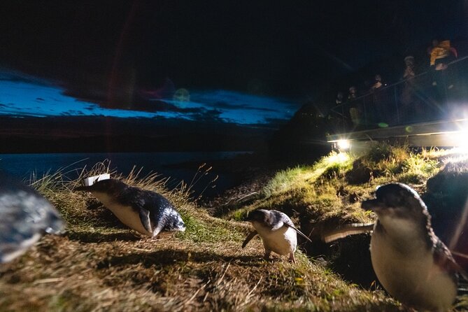 Blue Penguins Pukekura- Late Tour Penguin Viewing - Tour Details and Accessibility