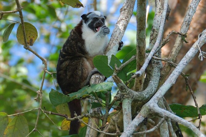 Boat Tour and Wildlife in the Panama Canal - Highlights of the Experience