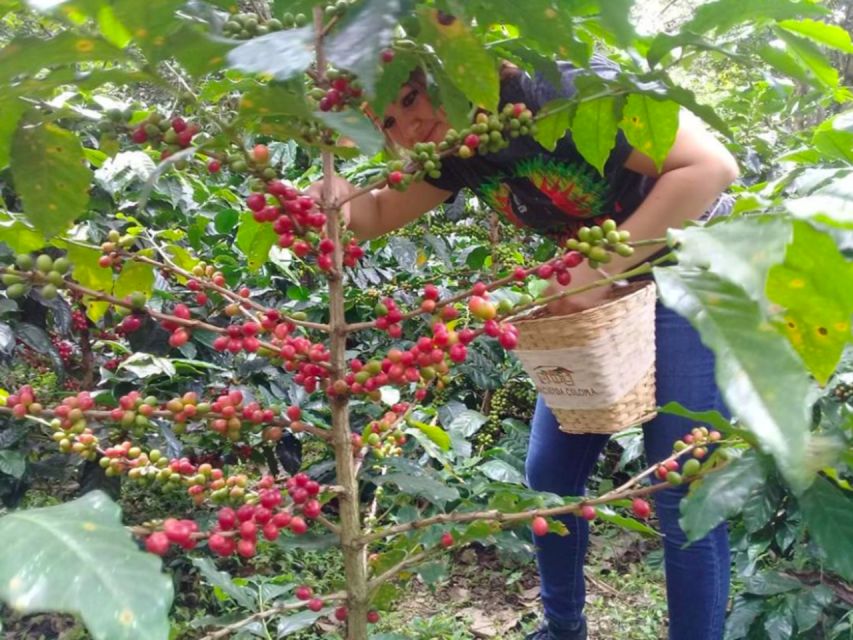 Bogotá: Colombian Coffee Tour With Farm - Tour Highlights