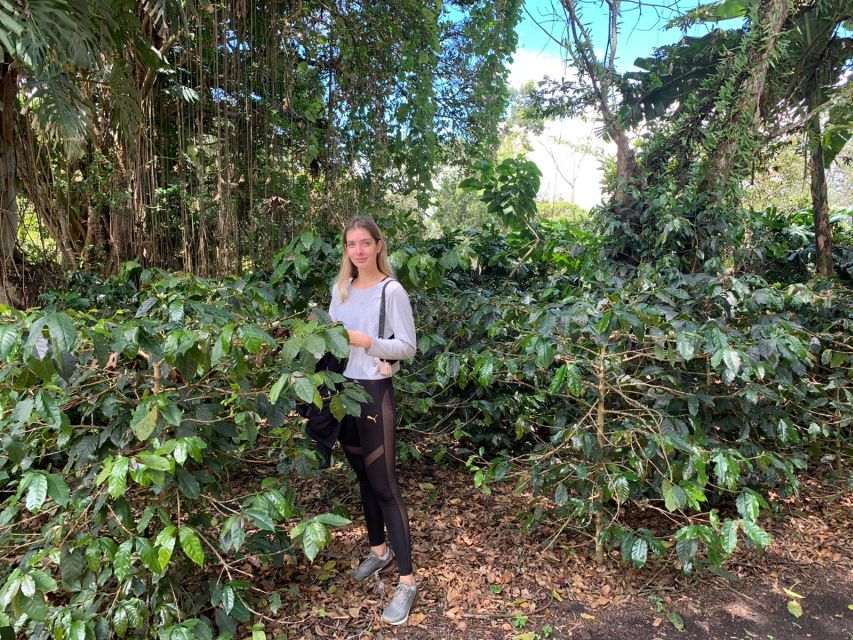 Bogotá: Guided 5-Hour Coffee Farm Tour - What to Expect