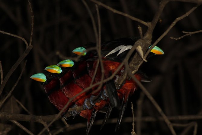 Borneo Wildlife Tour 2 Days 1 Night At Tanjung Bulat Jungle Camp Kinabatangan - Accommodation Details