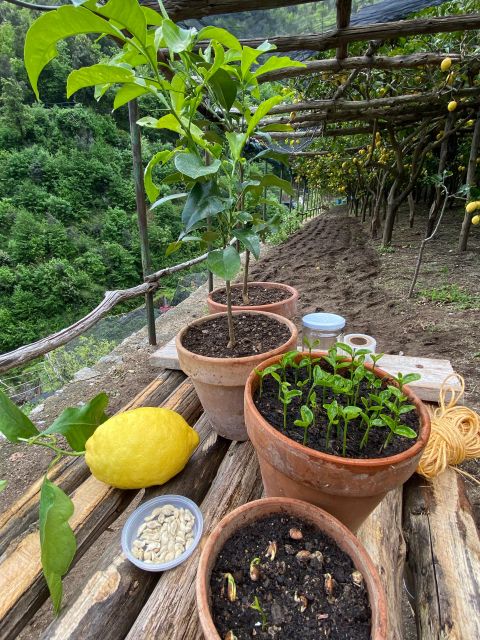 Botanic Naturalistic Lemon Tour & Tasting - Duration and Group Size