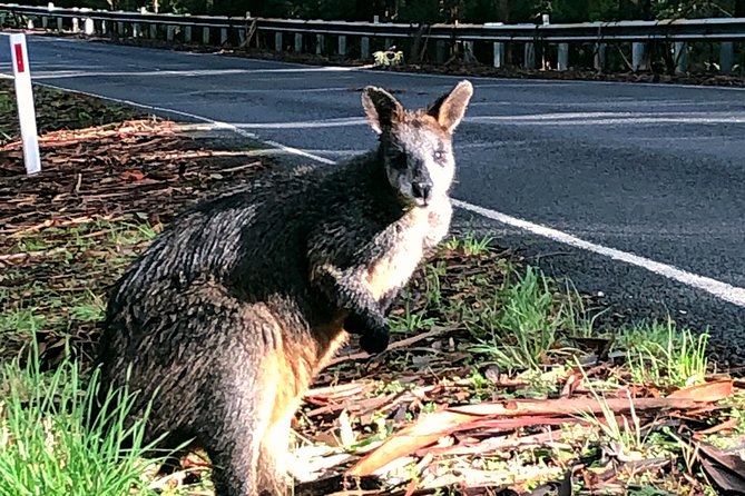 Boutique All-Inclusive Great Ocean Road, 12 Apostles and Rainforest Experience - Highlights of the Journey