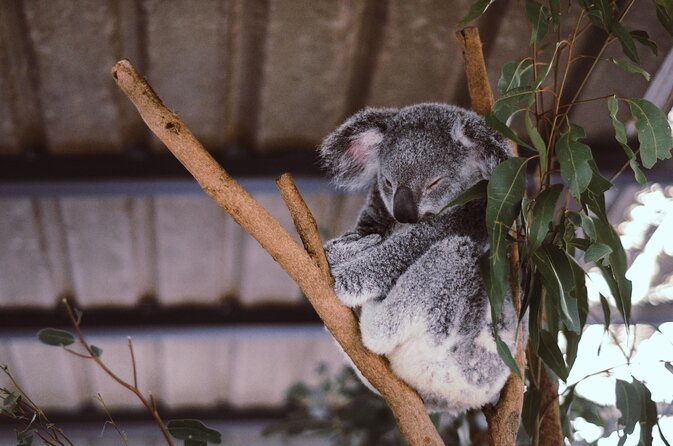 Brisbane River Cruise With Entry to Lone Pine Koala Sanctuary - Inclusions and Logistics