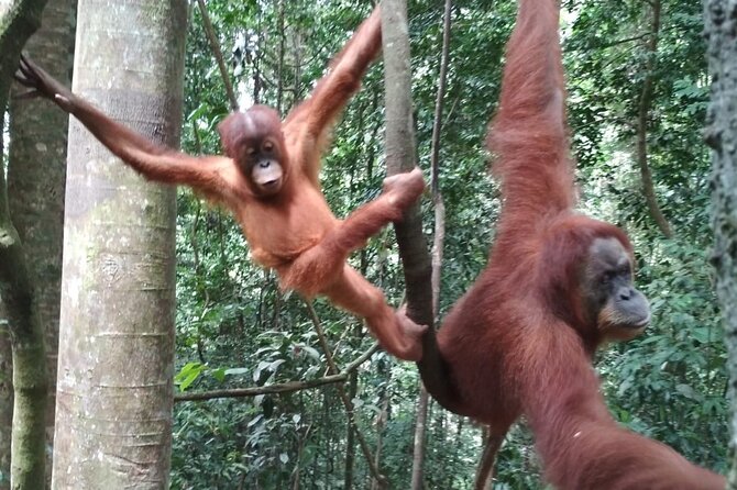 Bukit Lawang Tour 3days-2 Night Jungle Trekking Including Rafting - Inclusions and Amenities