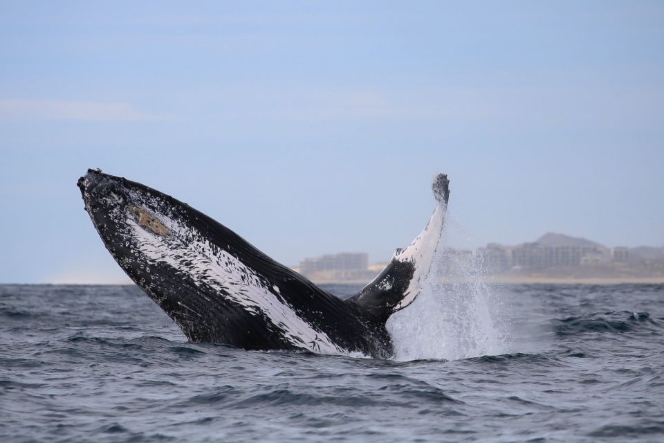 Cabo San Lucas: 2-Hour Whale Watching Adventure - Tour Details