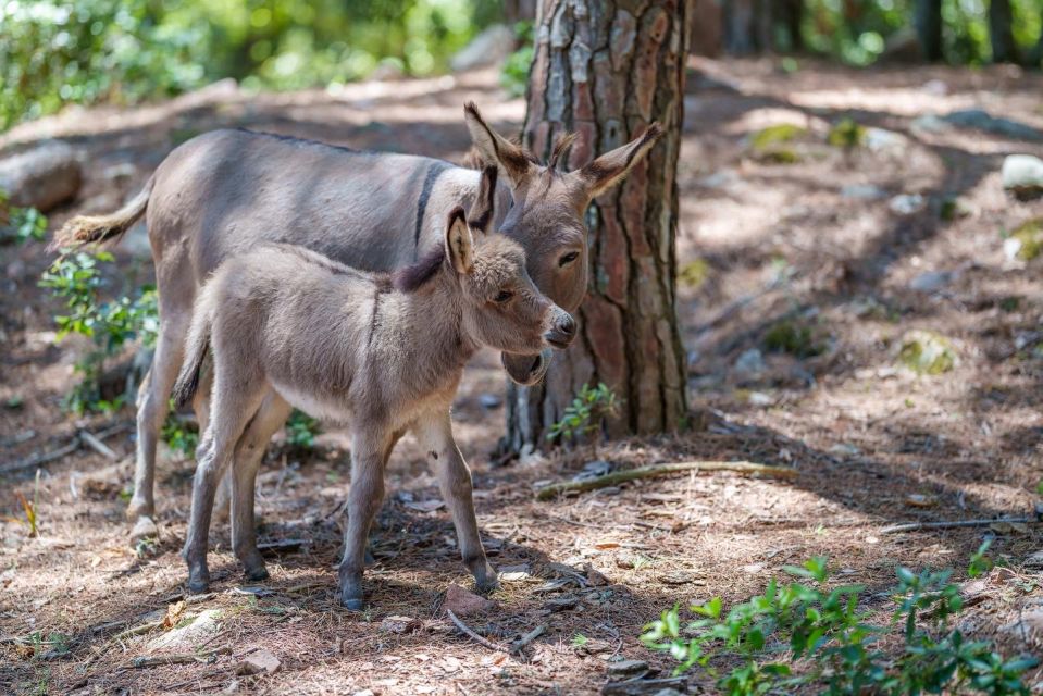 Cagliari: Picnic With Sardinian Donkeys - Pricing Information