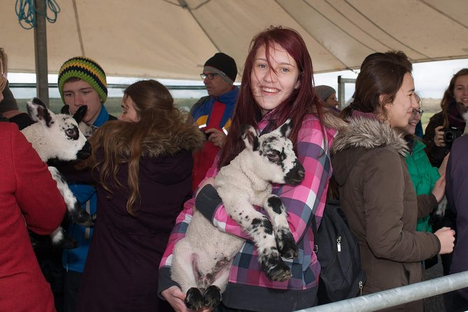 Caherconnell Fort & Sheepdog Demonstrations - Exploring the Caherconnell Fort