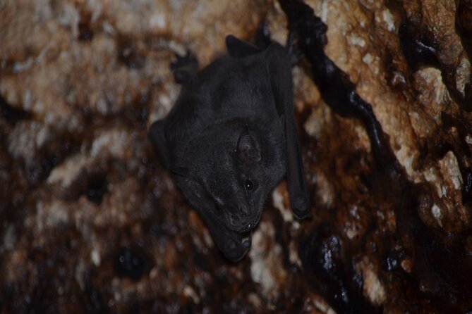 Camuy Caves Experience Tour With Transportation - Transportation Details