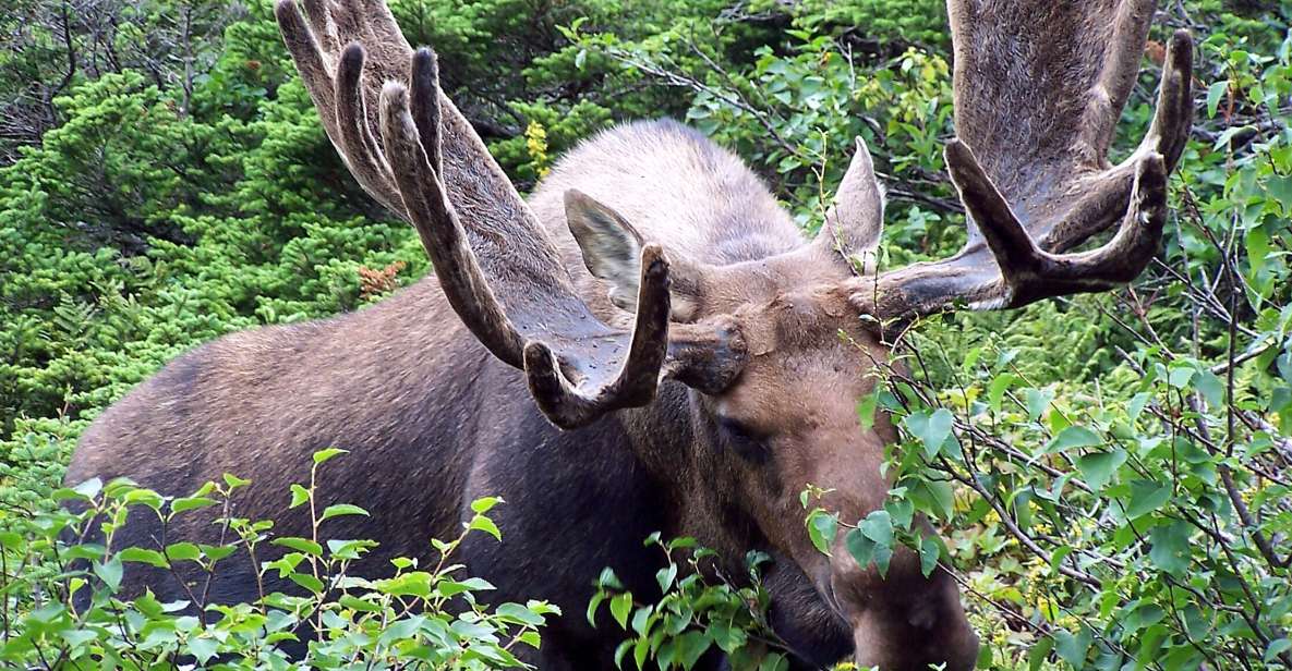 Canmore: 4-Hour Banff Park Safari Drive & Nature Walk - Exploring Rocky Mountain Backcountry