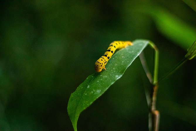 Cape Tribulation Day Tour - Whats Included