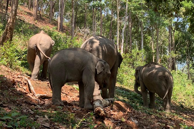 Care Pride Elephants: Full-Day Tour Experience - Lunch and Refreshments