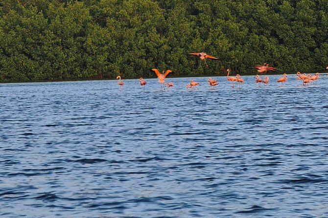 Caroni Bird Sanctuary Tour - Cruise Experience