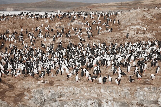 Catamaran Tour Through the Beagle Channel and Penguins in Isla Martillo - Wildlife Encounters