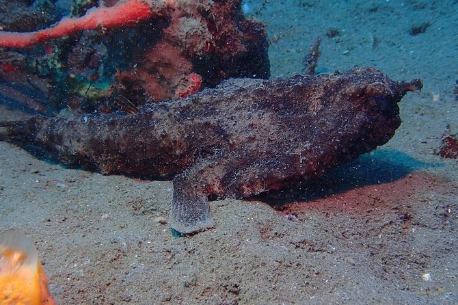 Champagne Reef, Bubble Beach and Scotts Head Snorkeling Tour by Boat in Dominica - Meeting Point and Pickup Details