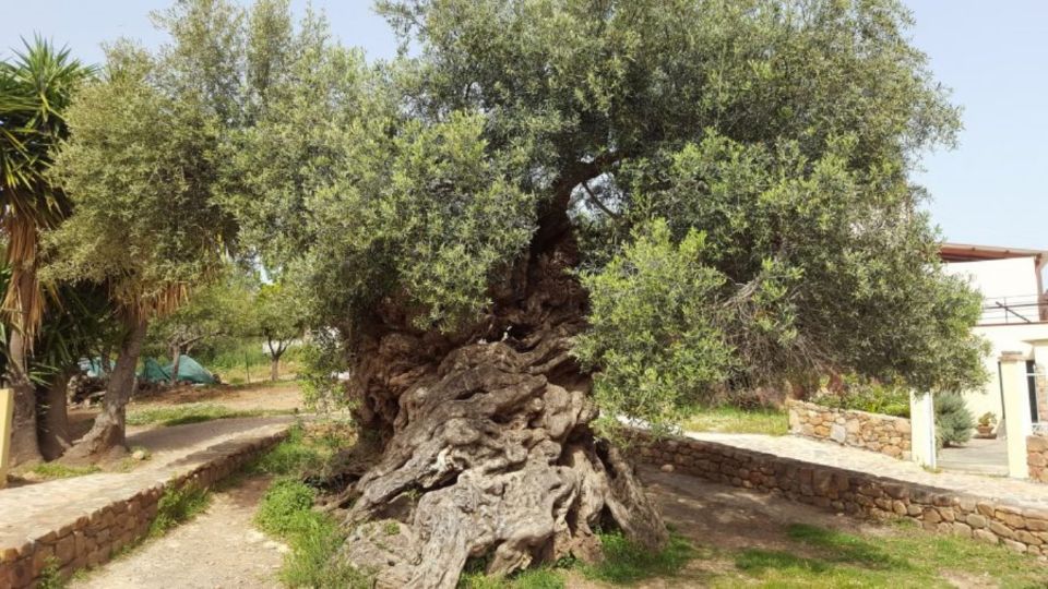 Chania:Olive and Wine 3-hour Trip - Itinerary Details
