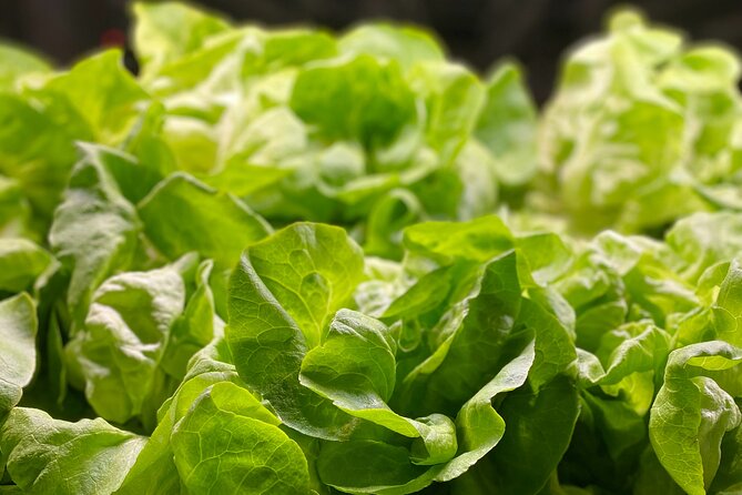 Charleston Farm-to-Table Food Tour and Chefs Challenge - Guest Feedback and Reviews