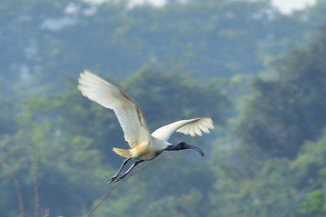 Chennai, Guided Birding And Birding Photo Trip With Spot Scope, 2 to 3 Hours - Experience Level