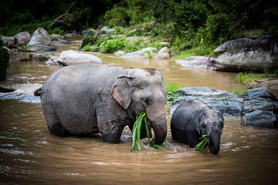 Chiang Mai Elephant Recovery Center, Doi Inthanon and Hiking - Highlights of the Tour