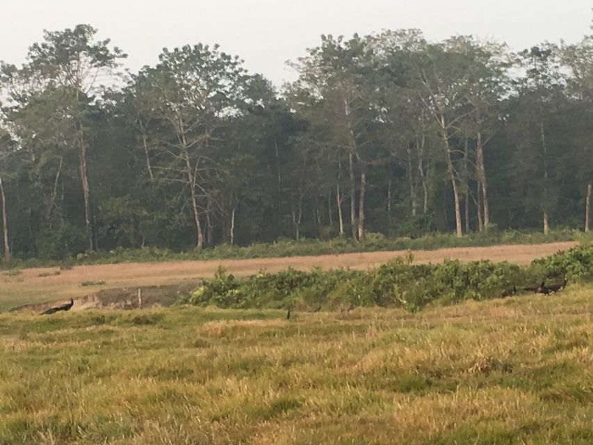 Chitwan Day Tour ( Canoeing+Jungle Walk+ Jeep Safari ) - Canoeing Experience