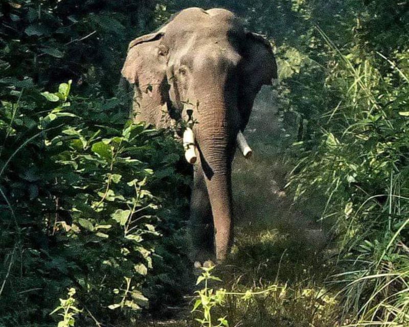 CHITWAN NATIONAL PARK FULL DAY PRIVATE JEEP SAFARI FROM MADI - Inclusions