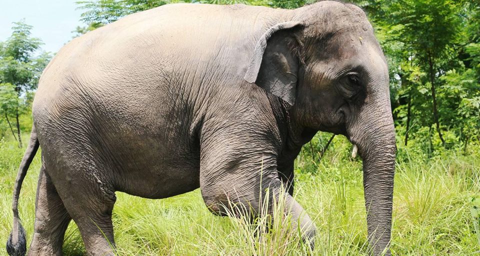 Chitwan Tower Night Stay, the Best Chitwan Safari Experience - Accommodation Options