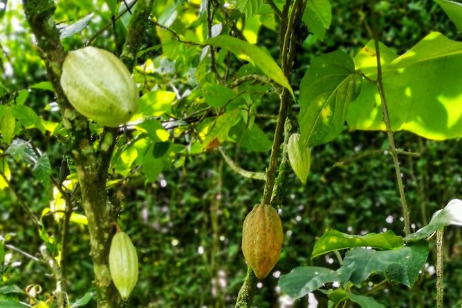 Chocolate Tour In Medellin: A Very Authentic Farm Experience - Detailed Tour Itinerary