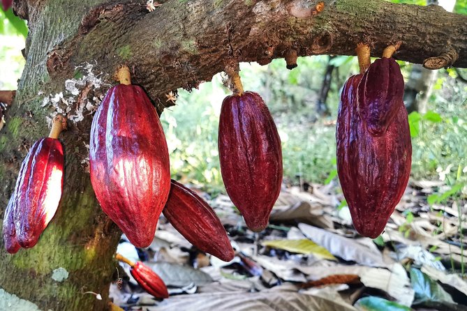 Chocolate Tour Manuel Antonio - Highlights of the Experience