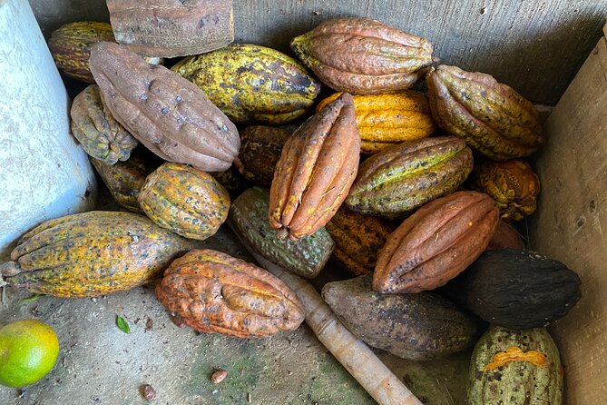 Chocolate Tour Near Medellin - Experience Highlights