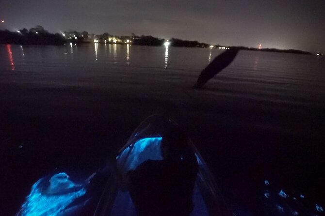 Clear Kayak Bioluminescence Tour - Wildlife and Nature Encounters