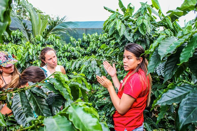 Coffee and Chocolate Regular Tour - Inclusions and Logistics