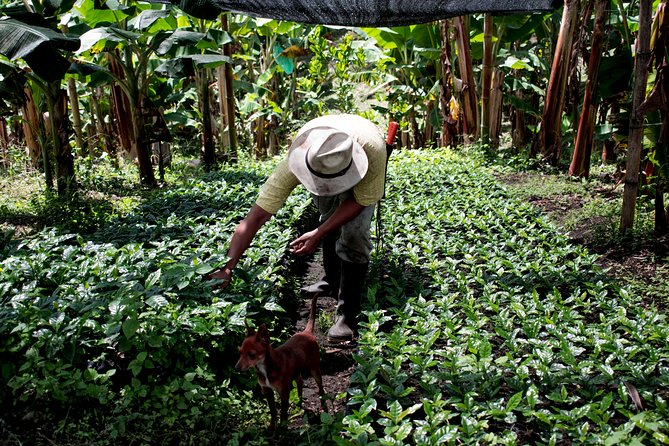 Coffee Tour. - Tour Pricing and Booking
