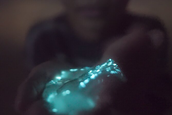 Comb Jelly Bioluminescence Kayak Tour - What to Expect