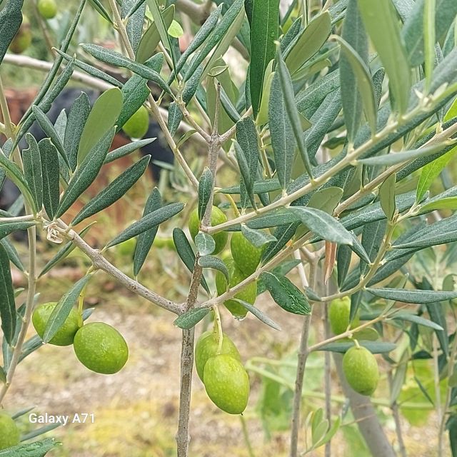 Cooking Course in the Greenery of the Lattari Mountains - Culinary Experience