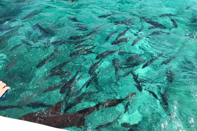 Coral Garden Shark and Sting Ray Alley Snorkeling - Snorkeling Experience Insights