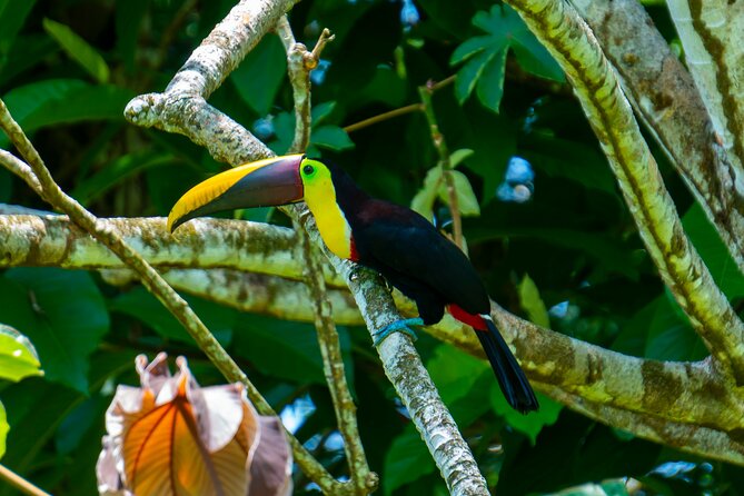 Corcovado and Drake Bay 2-Day Small-Group Safari Guided Tour - Itinerary Overview
