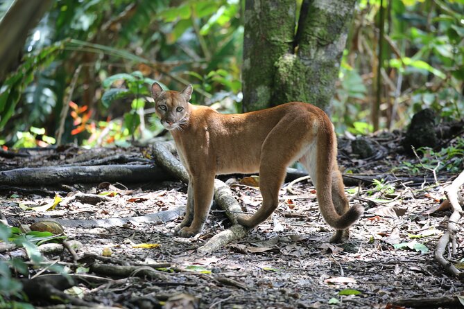 Corcovado National Park Day Tour - Tour Itinerary and Schedule