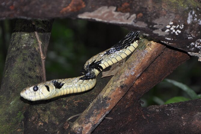 Corcovado Tour-1 Night at Sirena Station-Starting and Finishing in Drake Bay - Inclusions and Amenities