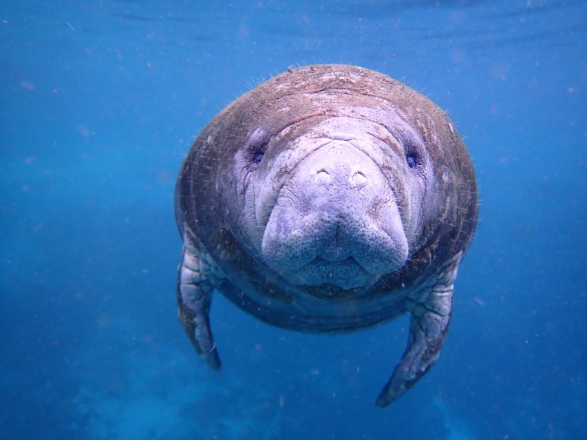 Crystal River: Manatee Swim Group Tour - Safety and Precautions