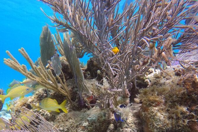 Culebra Beach Day Tour With Snorkeling From San Juan by Ferry - Recommendations for Travelers