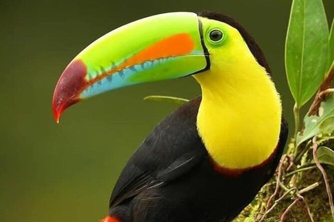 Curi-Cancha Bird-Watching Tour Semi Private - Meeting and End Points